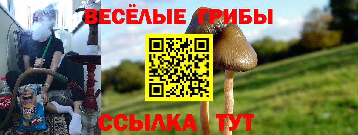 Галлюциногенные грибы Psilocybine cubensis Энгельс